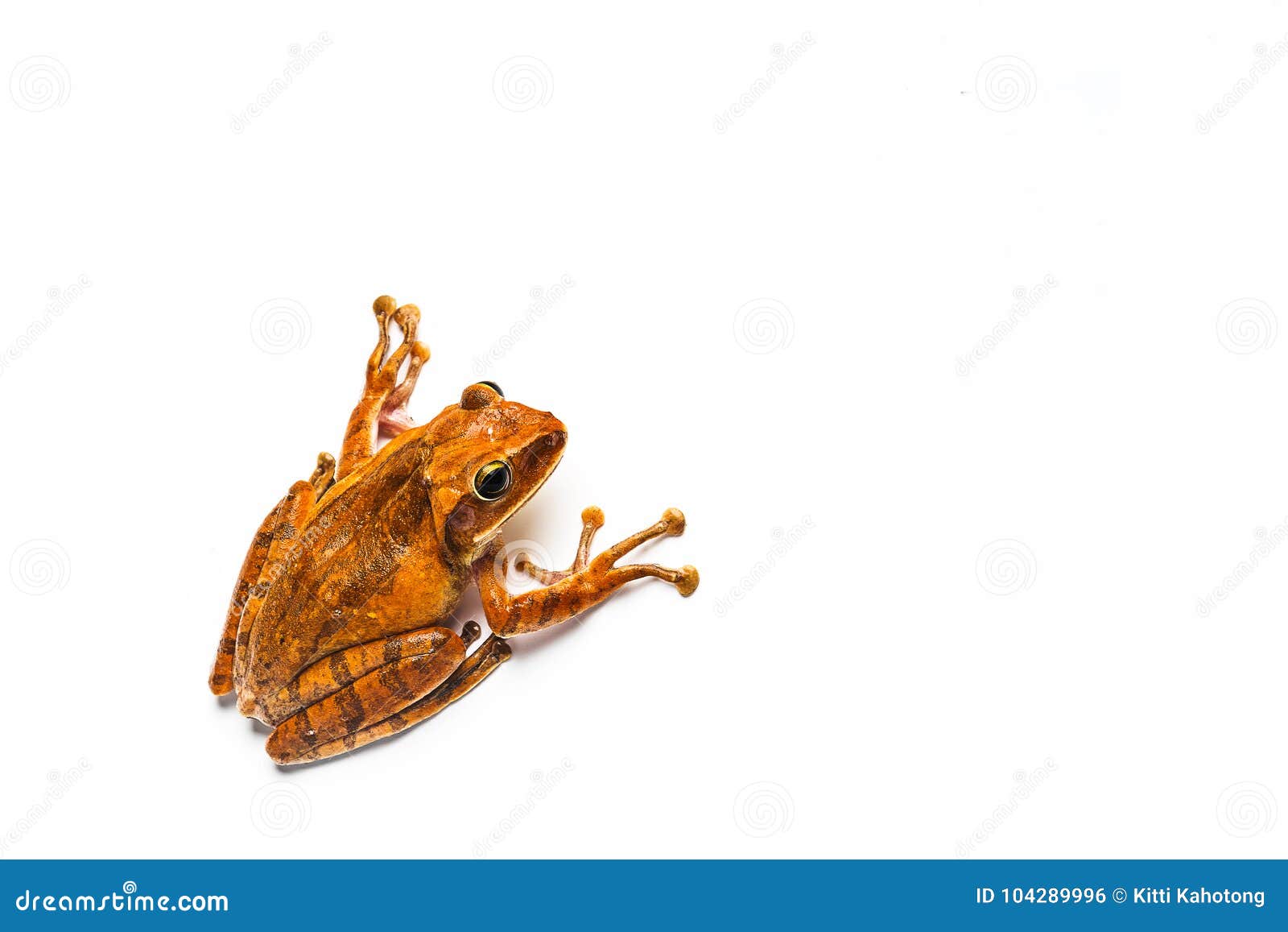 Frog Isolated on White Background Stock Photo - Image of animal, macro