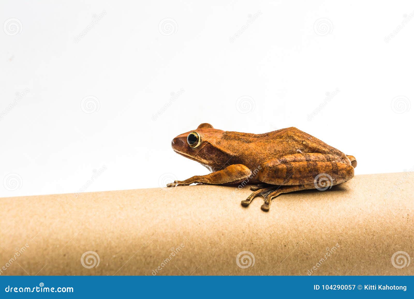 Frog Isolated on White Background Stock Image - Image of color, close