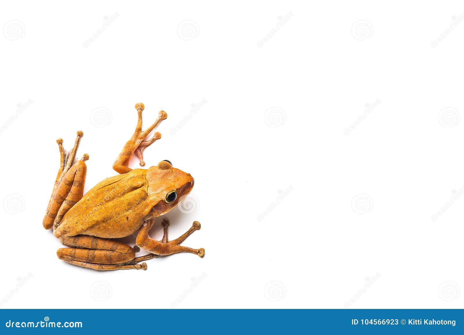 Frog Isolated on White Background Stock Image - Image of close, green