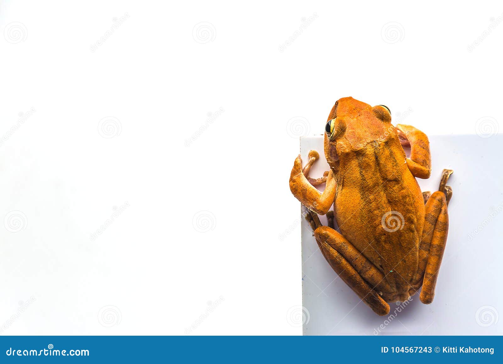 Frog Isolated on White Background Stock Image - Image of frogs, white