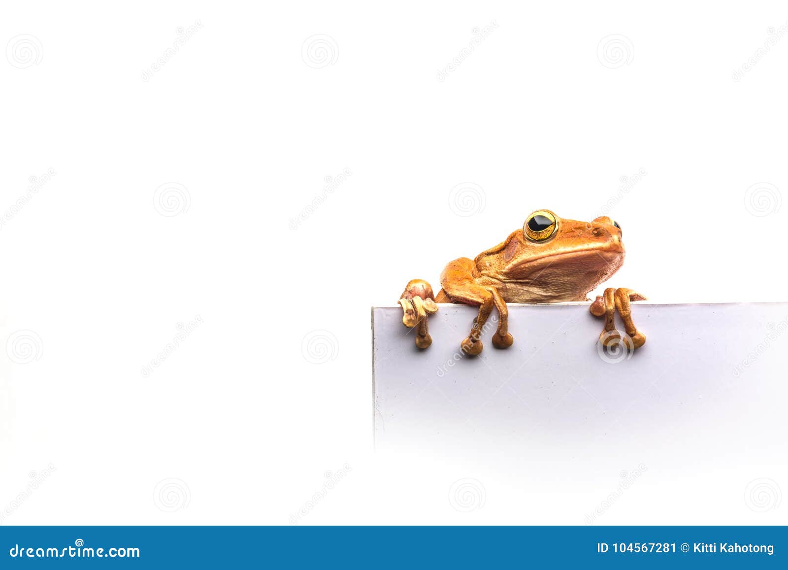 Frog Isolated on White Background Stock Image - Image of frog, eyed