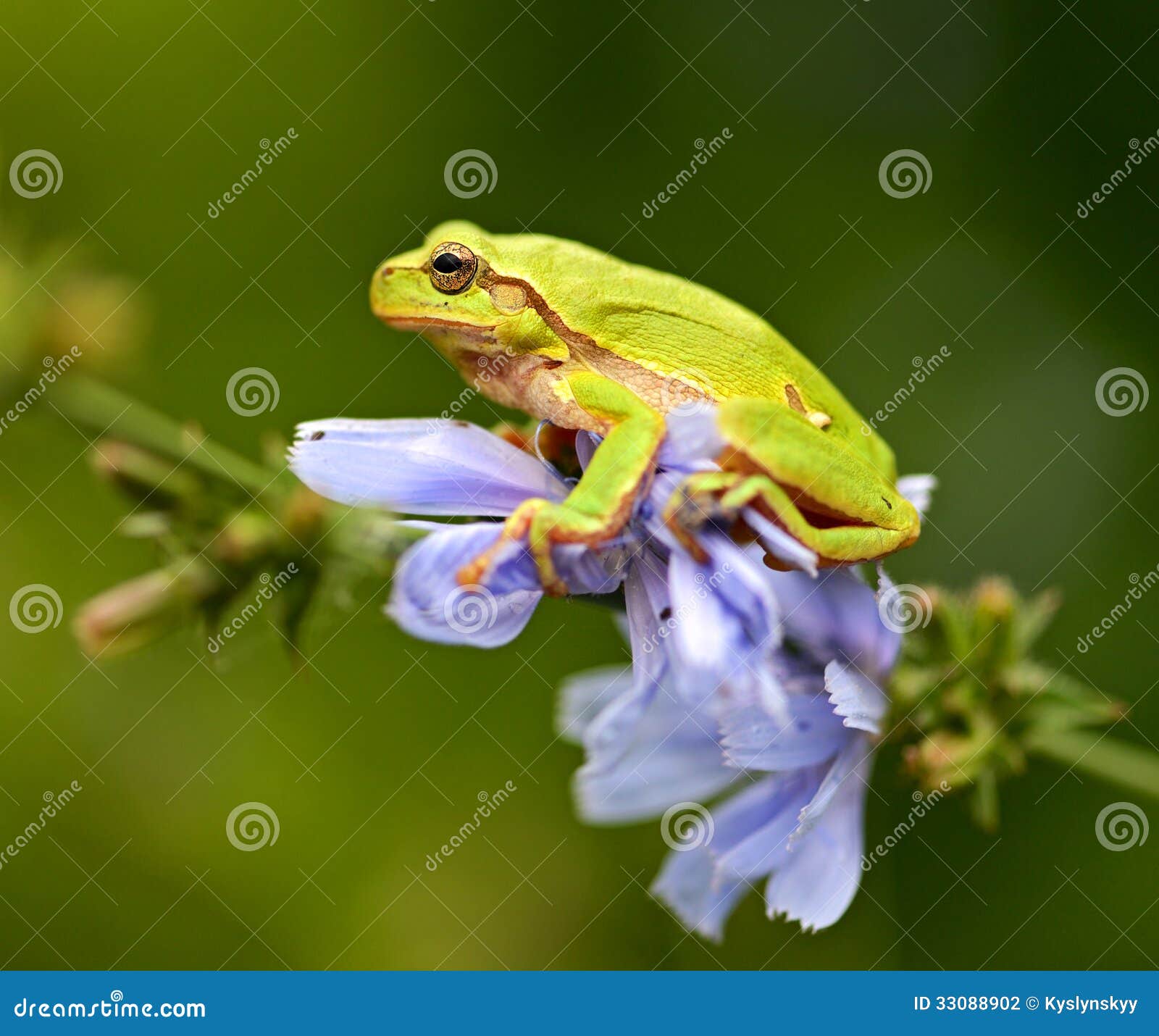 Frog stock photo. Image of habitat, amphibians, nature - 33088902