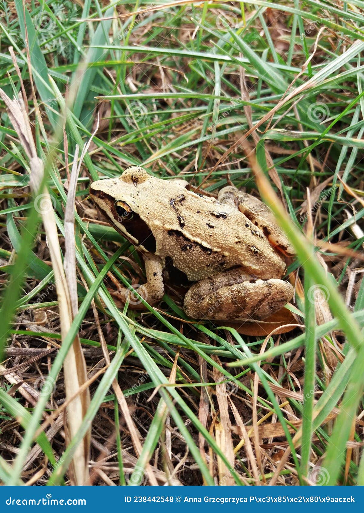 A Frog in Its Natural Habitat. Beautiful Picture for Wallpaper Stock