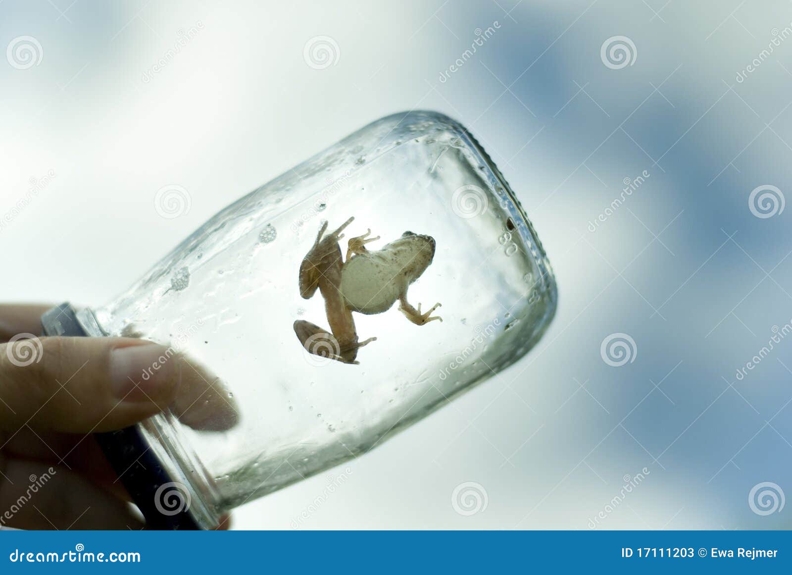 Frog in a Jar stock image. Image of child, amphibian - 17111203