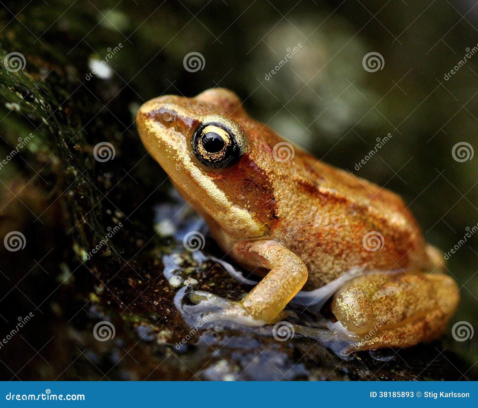 frog juvenil rana arvalis