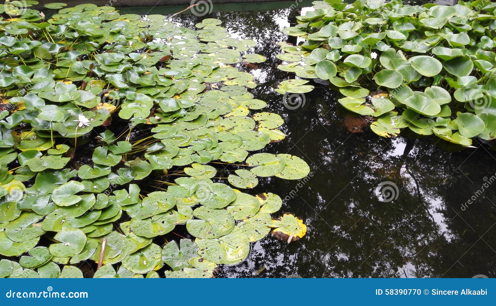Frog lake. stock photo. Image of frog, water, lake, plants 58390770
