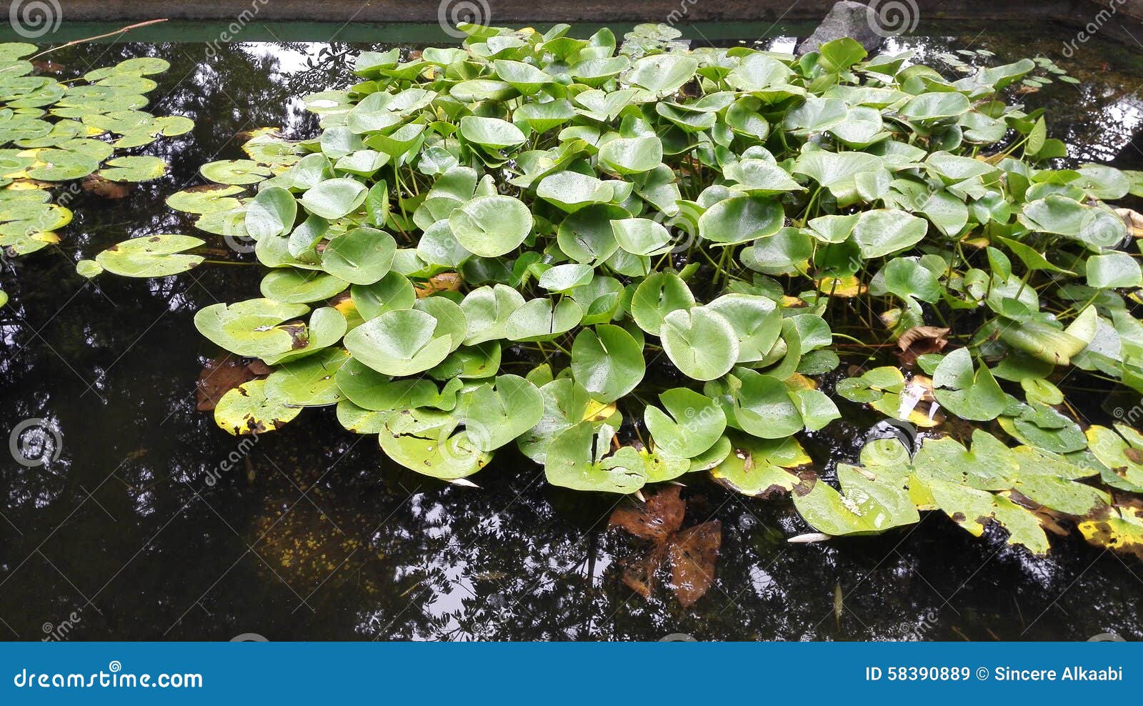 Frog lake. stock image. Image of pond, flower, flora - 58390889