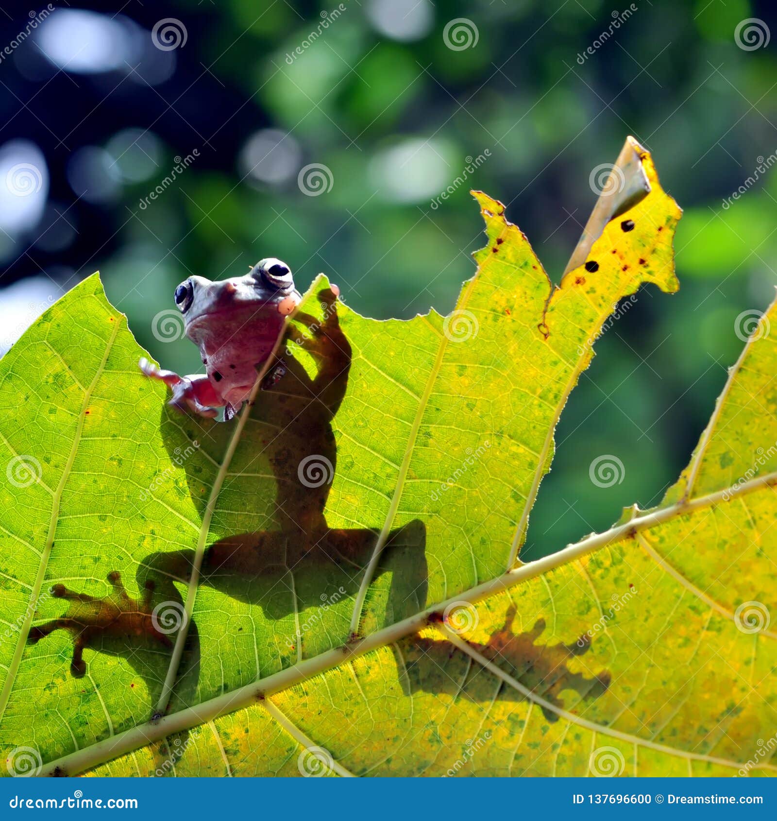 Frog on the leaf stock photo. Image of indonesia, kering - 137696600