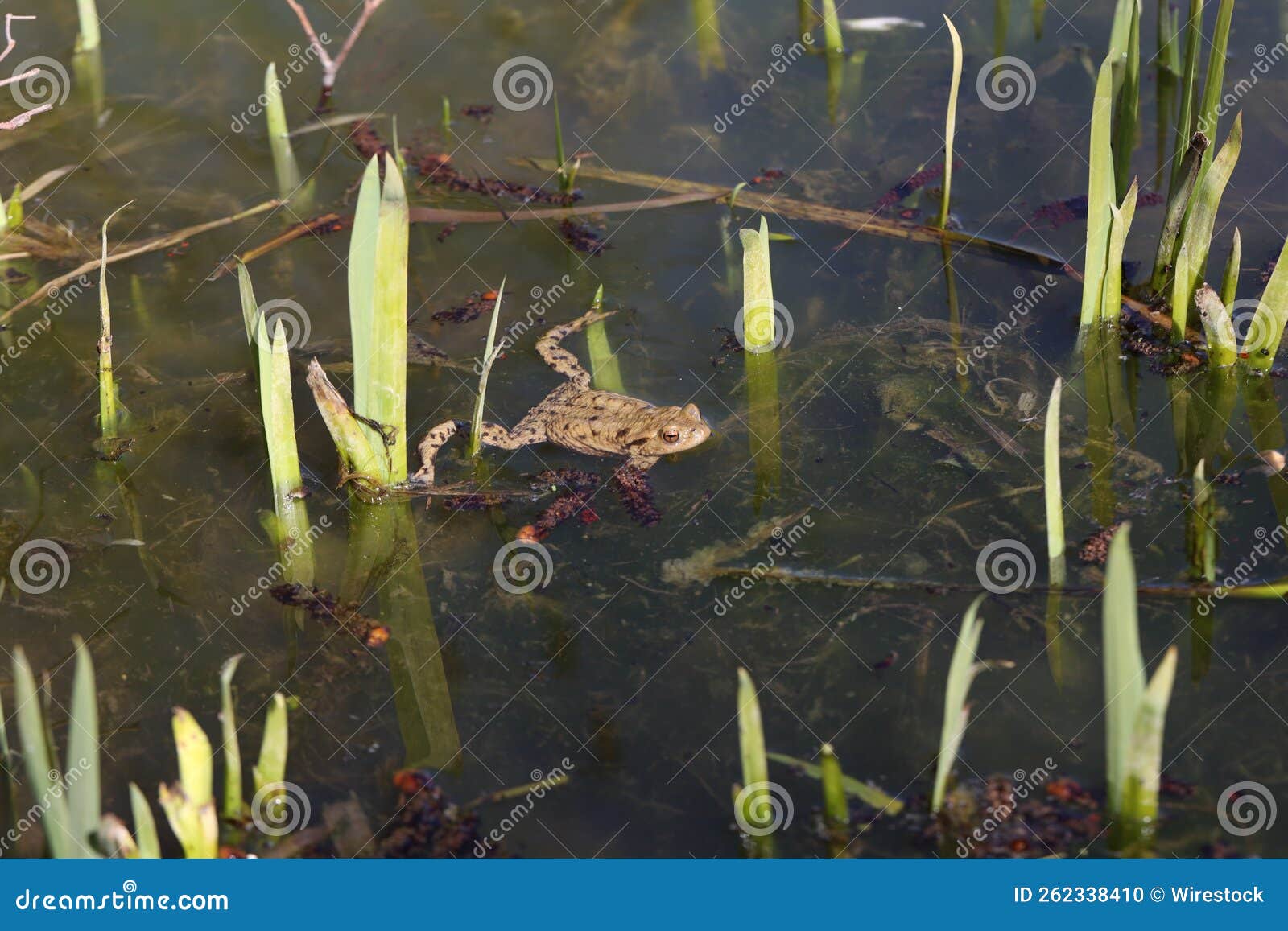 Frog Leaving the Wintering Place and Gathering in Shallow Water Bodies ...