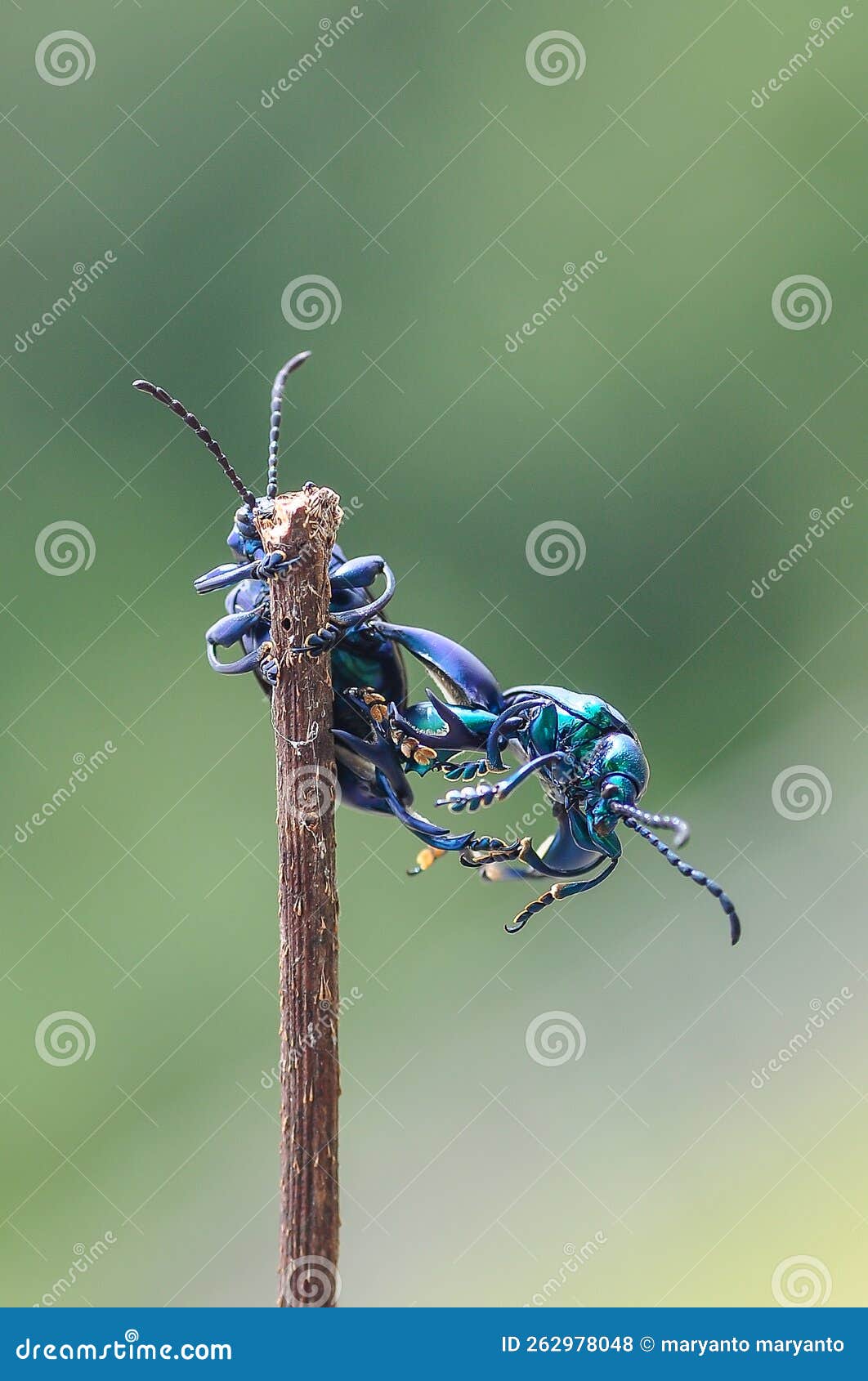 Frog Leg Beetles Perch while Mating Stock Photo Image of arthropod