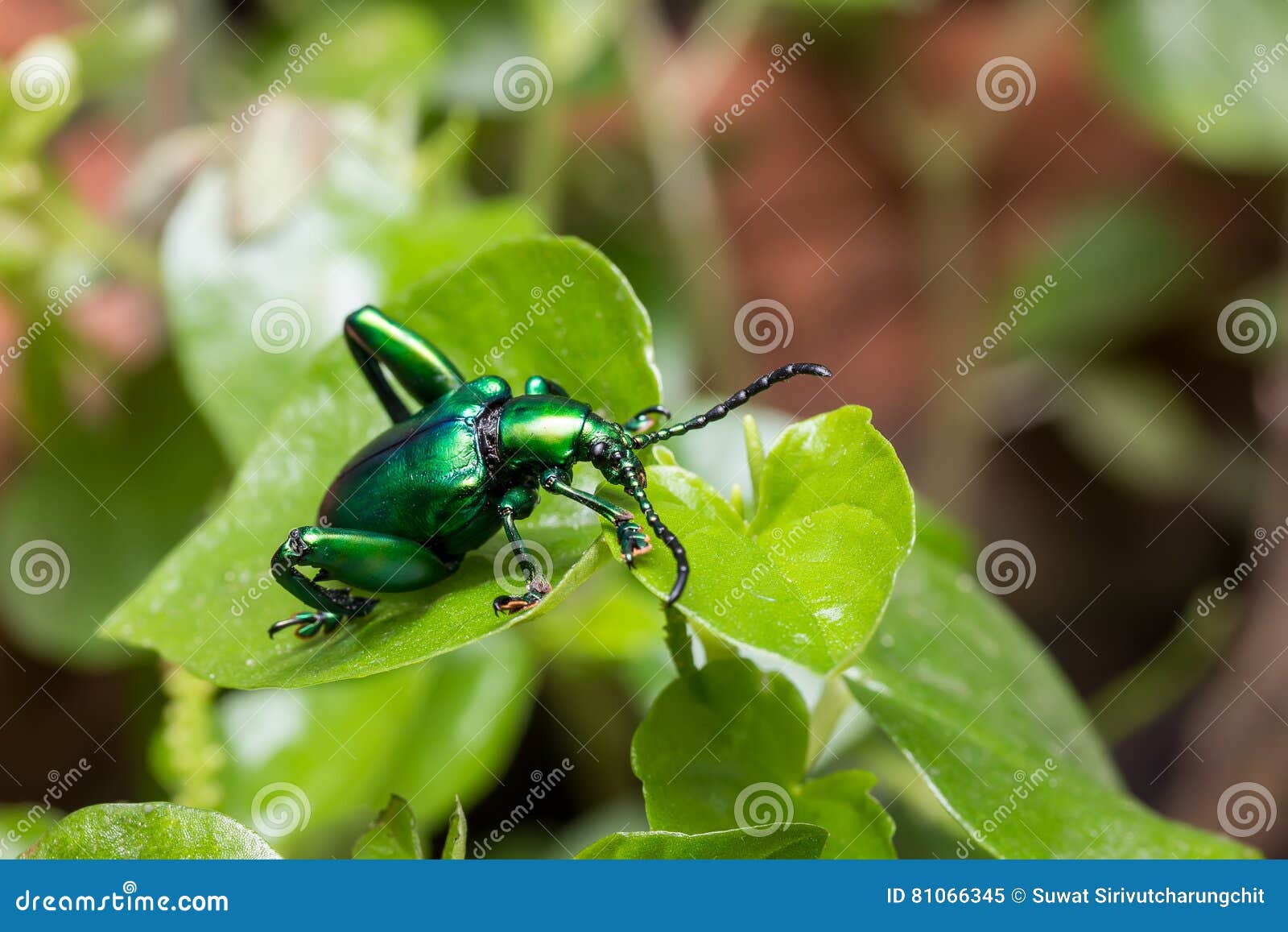 frog legged leaf beetle sagra buqueti