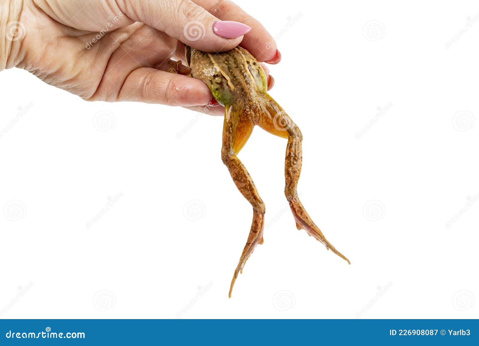 Frog Legs Hanging from Female Hand on White Isolated Stock Image - Image of  european, natural: 226908087