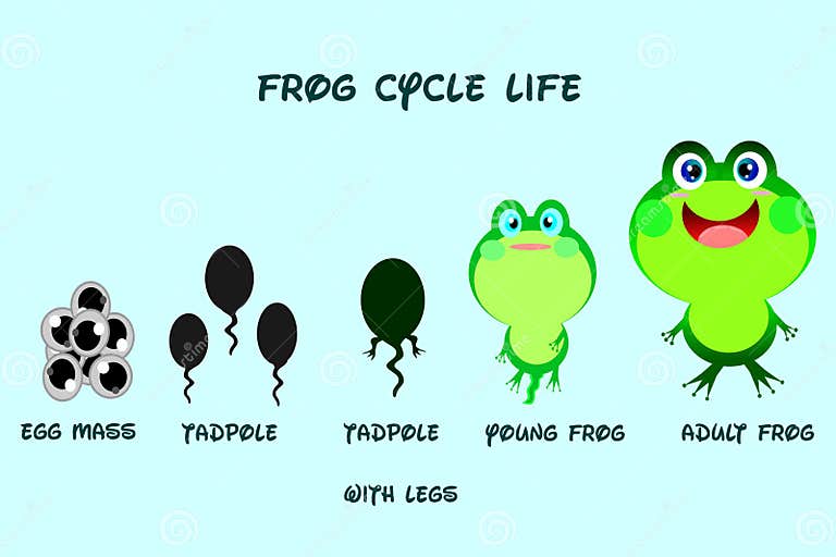 Frog Life Cycle,cartoon Style,Animals Life Vector. Stock Vector