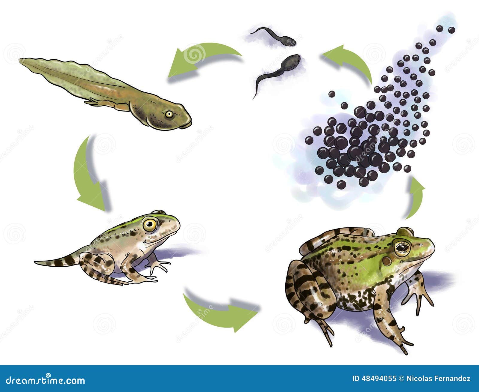 Frog Life Cycle Stock Illustrations – 436 Frog Life Cycle Stock  Illustrations, Vectors & Clipart - Dreamstime