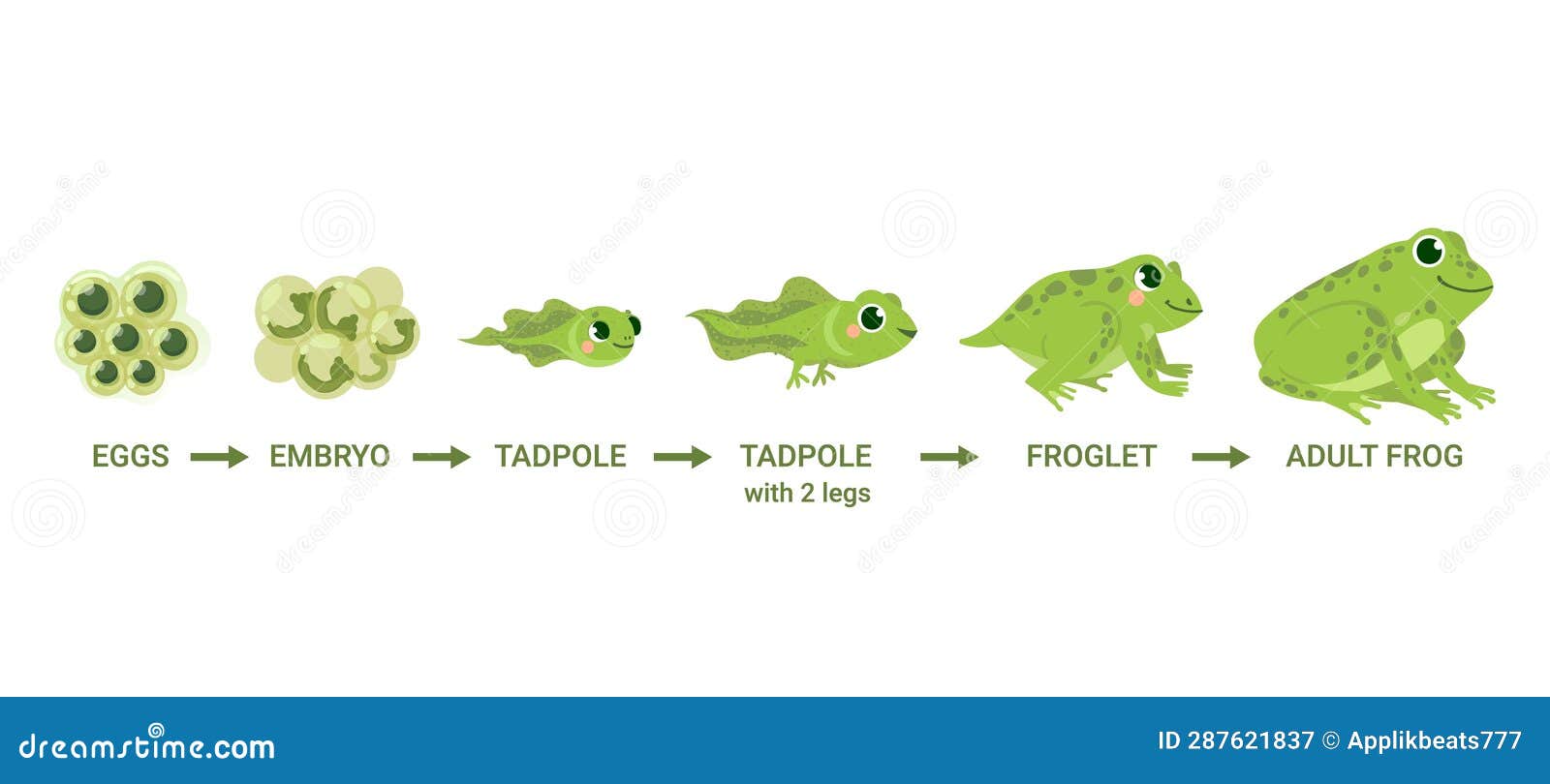 Frog Life Cycle. Egg Masses, Tadpole, Froglet, Frog Metamorphosis Stock