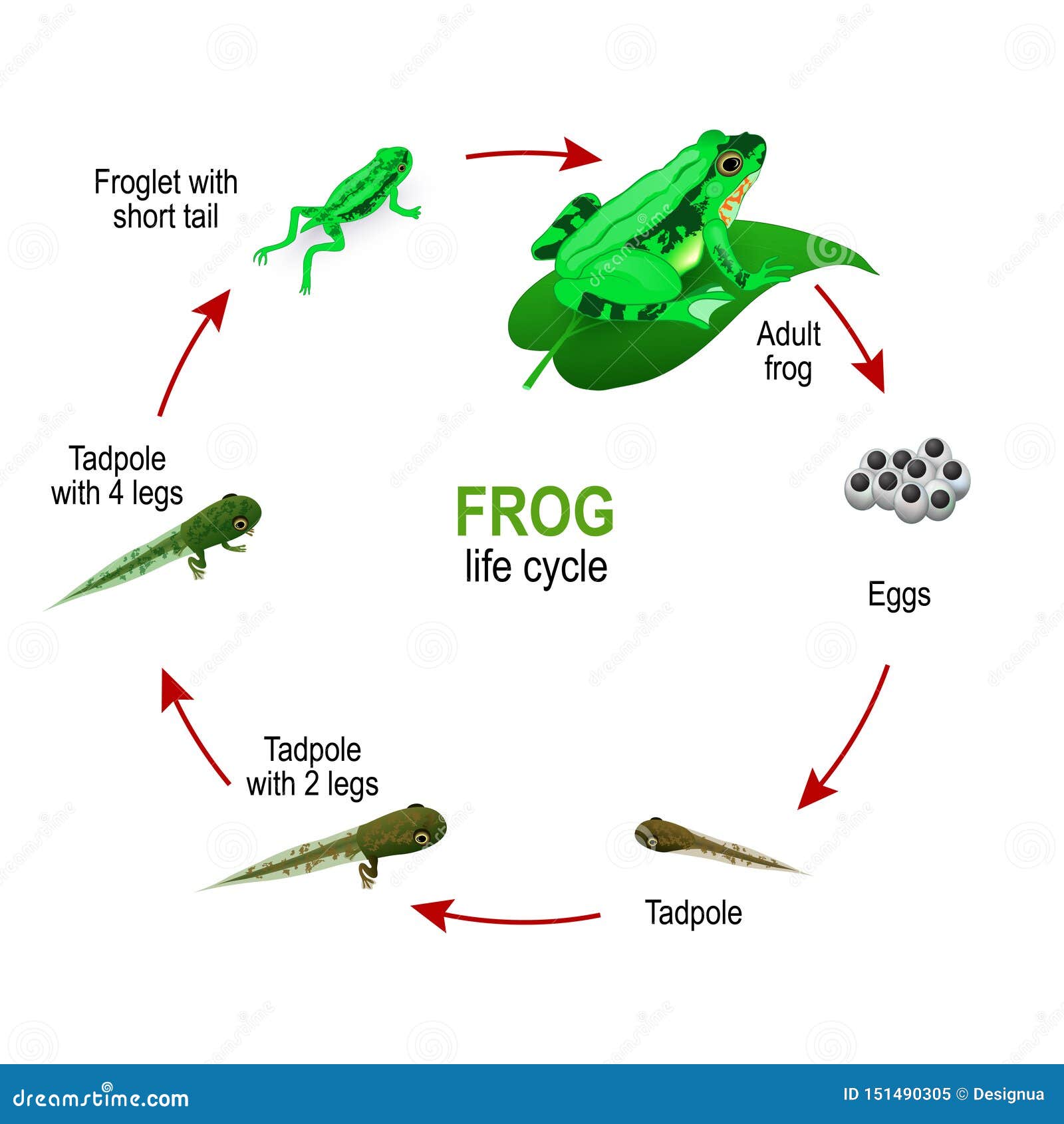 frog life cycle from eggs and tadpoles to froglet with short tail and adult amphibia