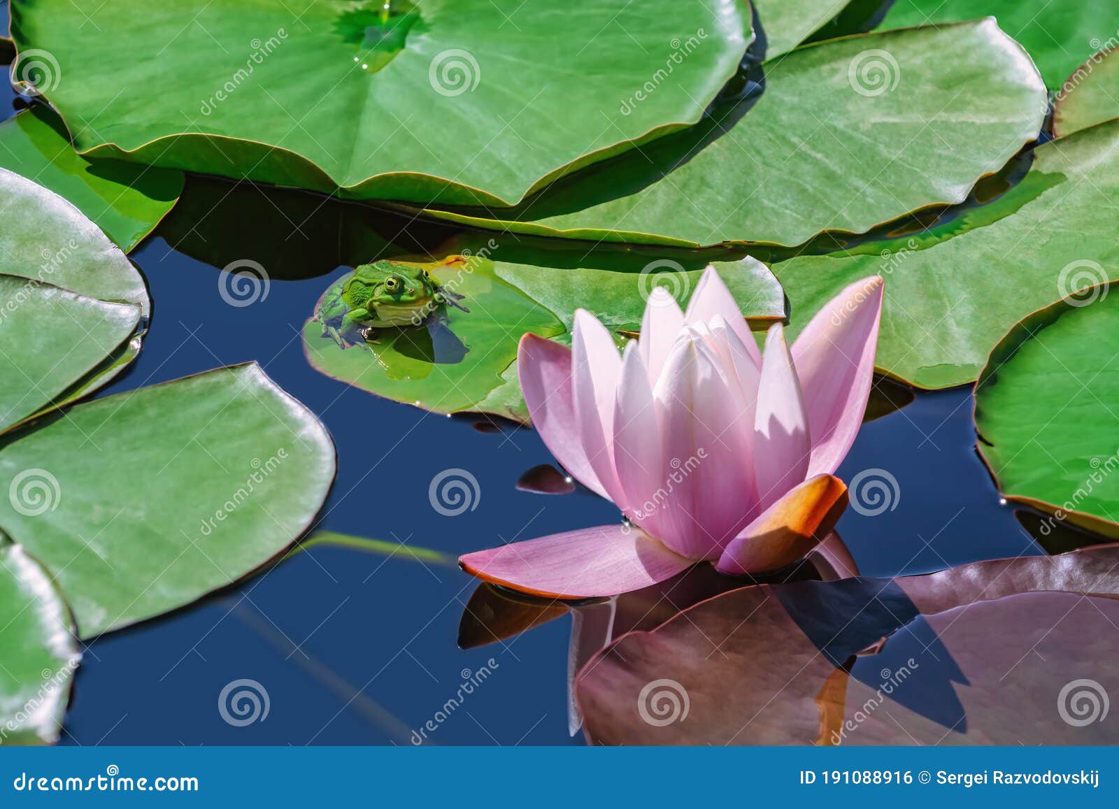 Frog and lily flower stock photo. Image of outdoors 191088916