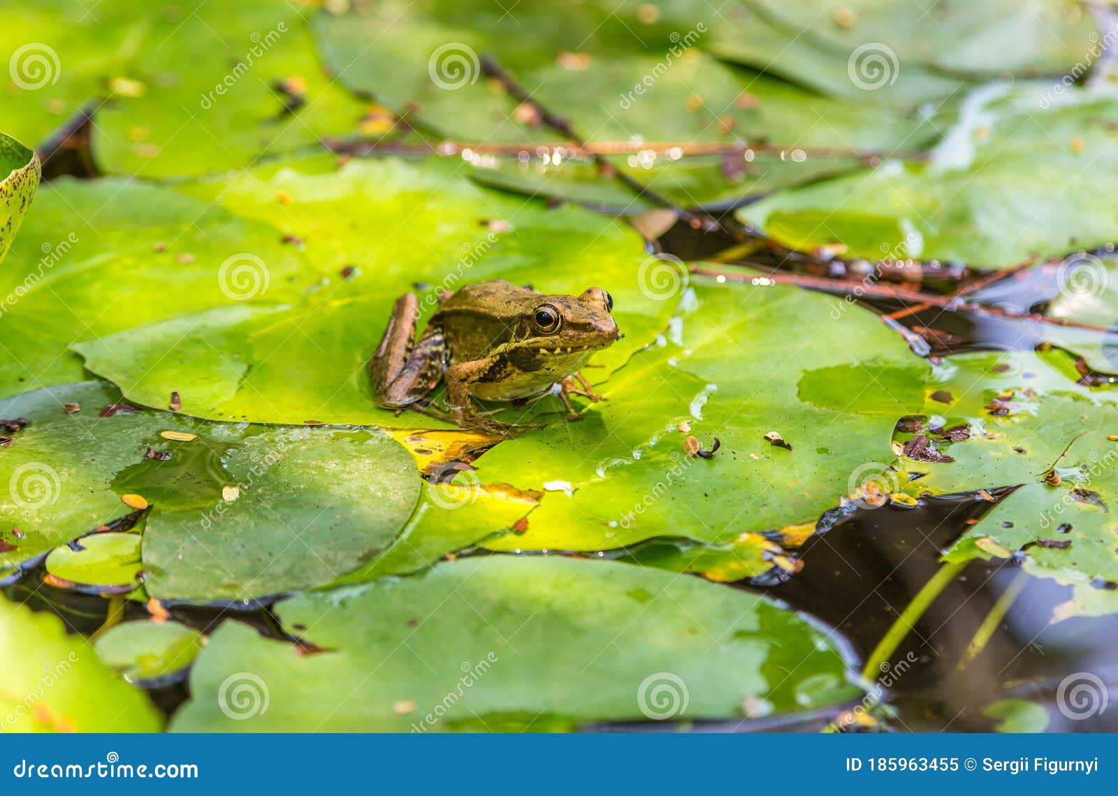Frog on the lily leaf stock image. Image of environment 185963455