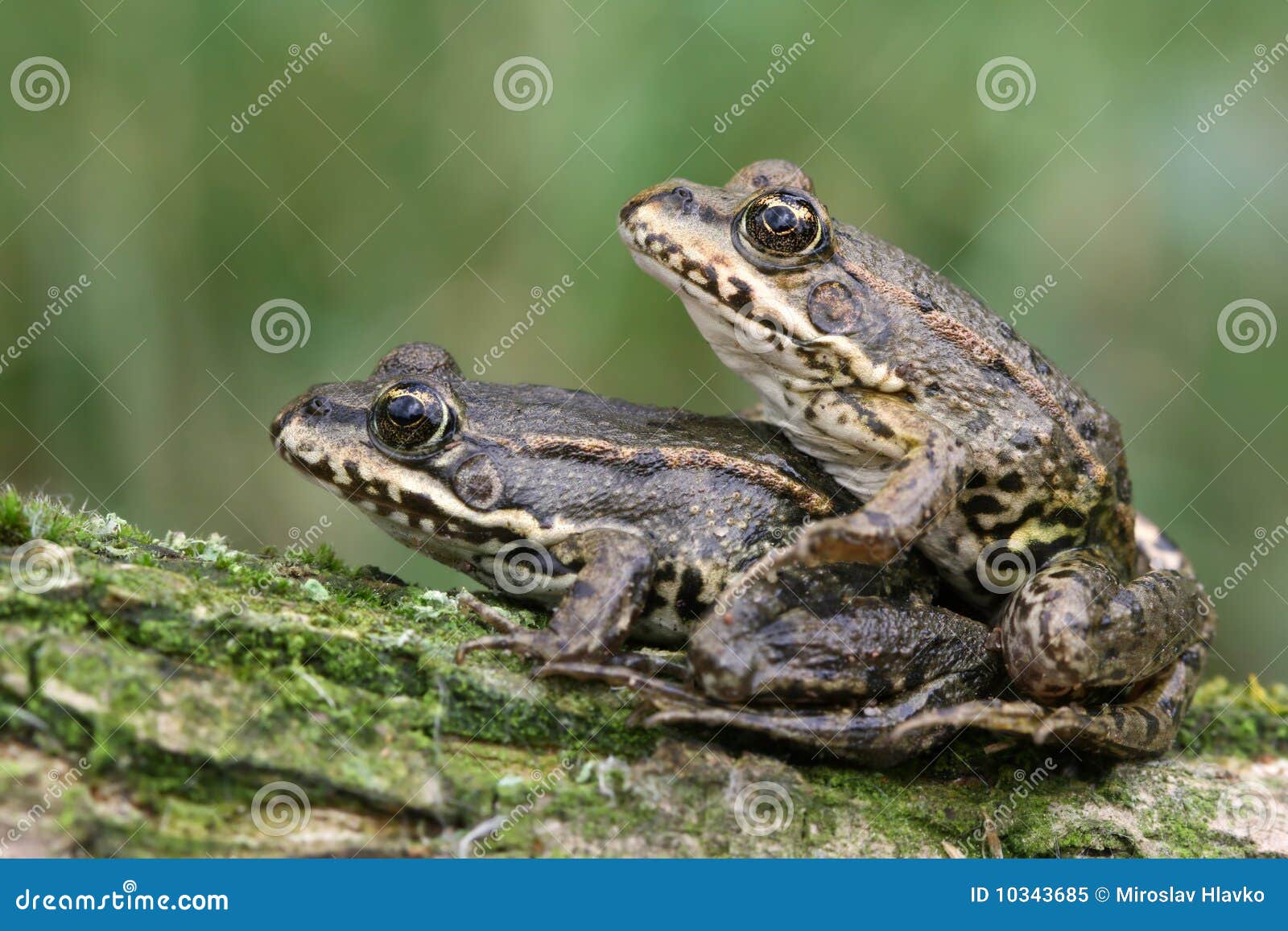 Frog Love Royalty Free Stock Photo - Image: 10343685