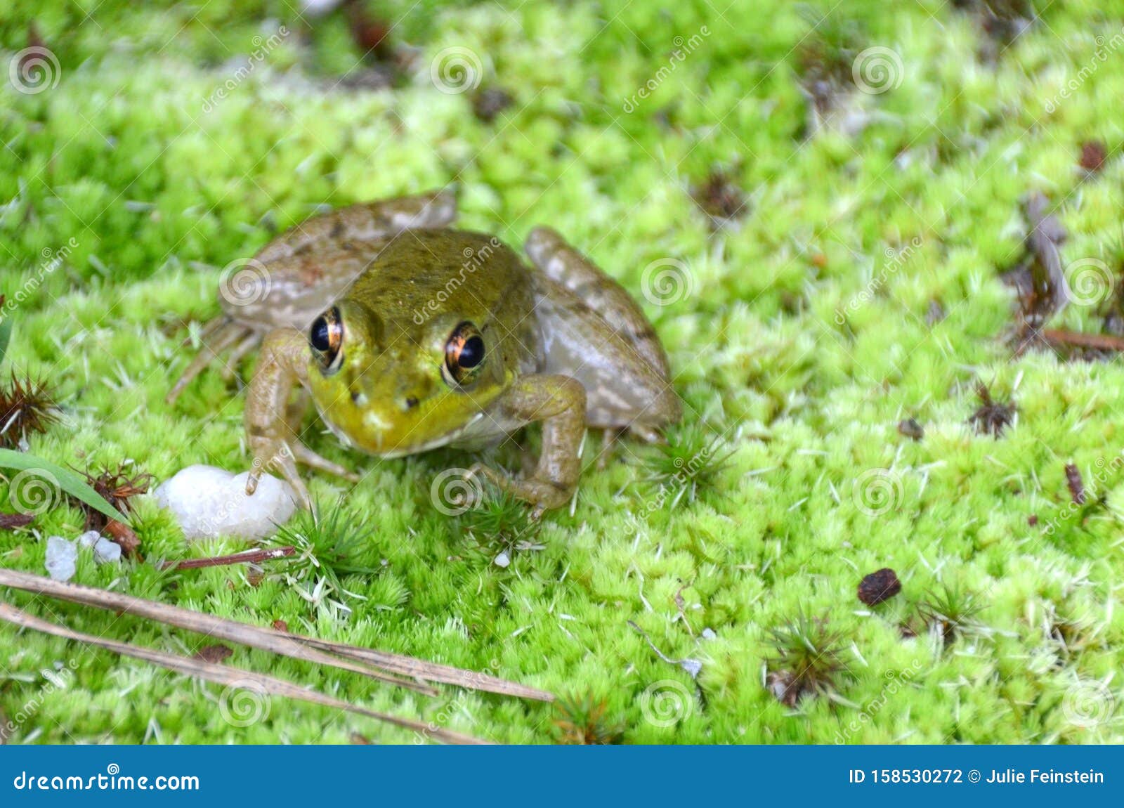 Frog on Moss stock photo. Image of green, cute, amphibian - 158530272