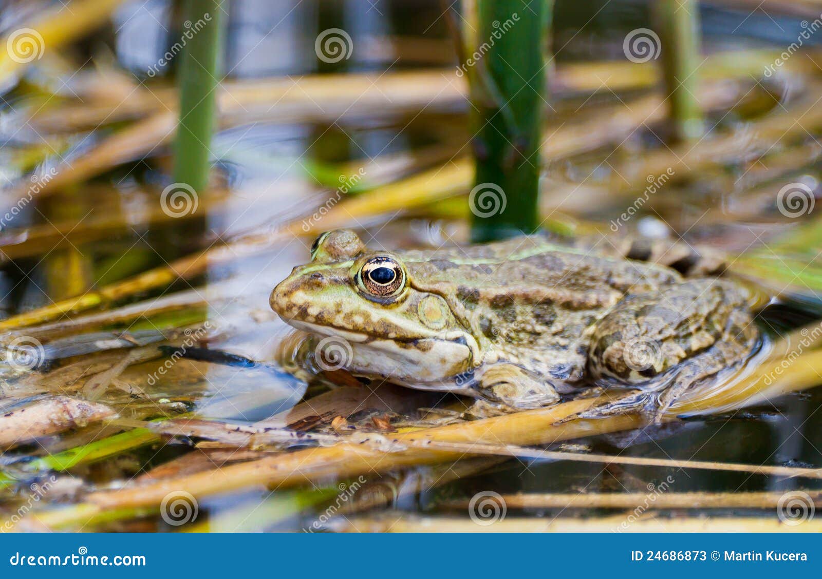 Frog in natural habitat stock image. Image of wild, marshes - 24686873