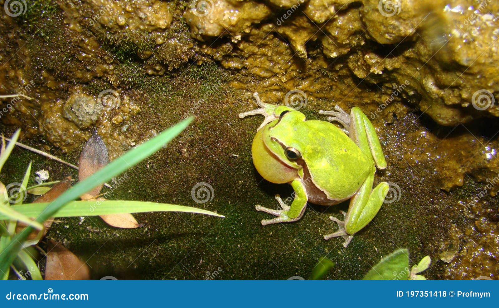 frog in the nature green tree frog in the swamp at night close up of frog chirp closeup of frog sing cute animal, beautiful animal