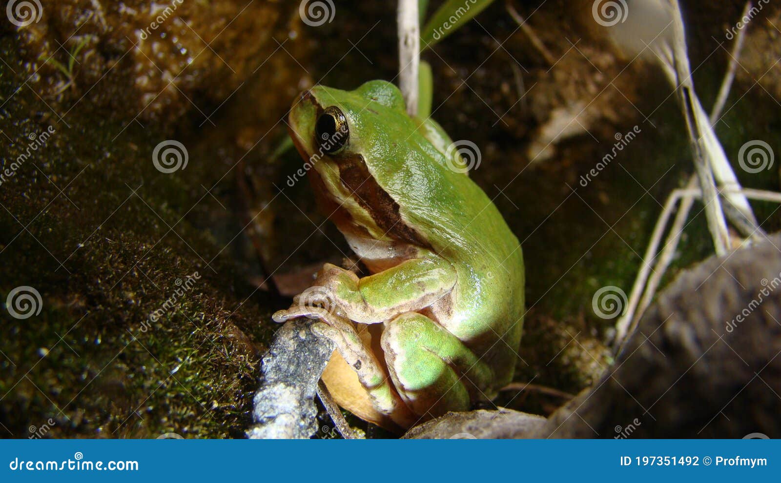 frog in the nature green tree frog in the swamp at night close up of frog chirp closeup of frog sing cute animal, beautiful animal