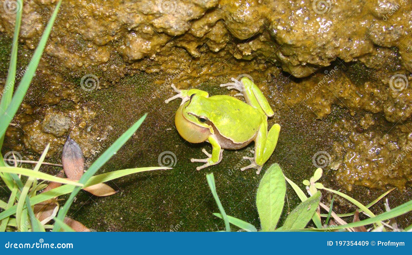 frog in the nature green tree frog in the swamp at night close up of frog chirp closeup of frog sing cute animal, beautiful animal