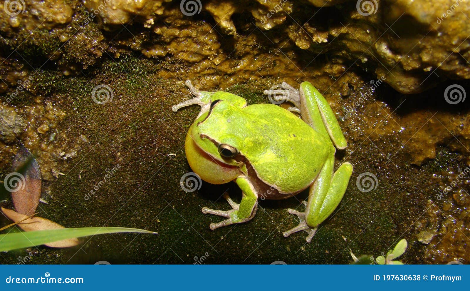 frog in the nature green tree frog in the swamp at night close up of frog chirp closeup of frog sing cute animal, beautiful animal