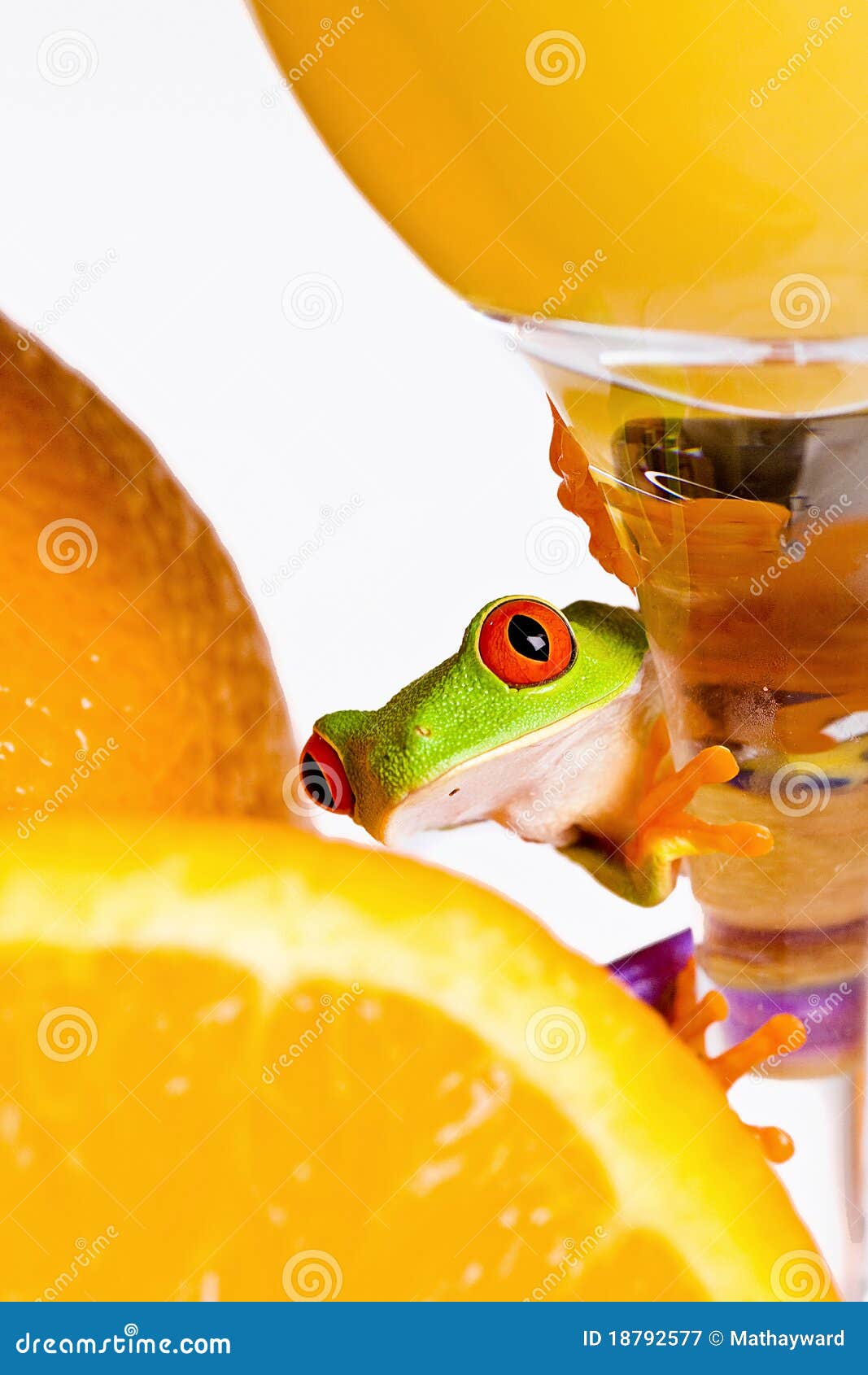Frog and Orange Juice stock image. Image of fresh, frog 18792577