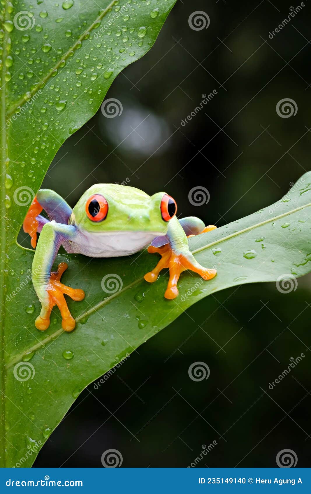 the frog is perched on a green leaf