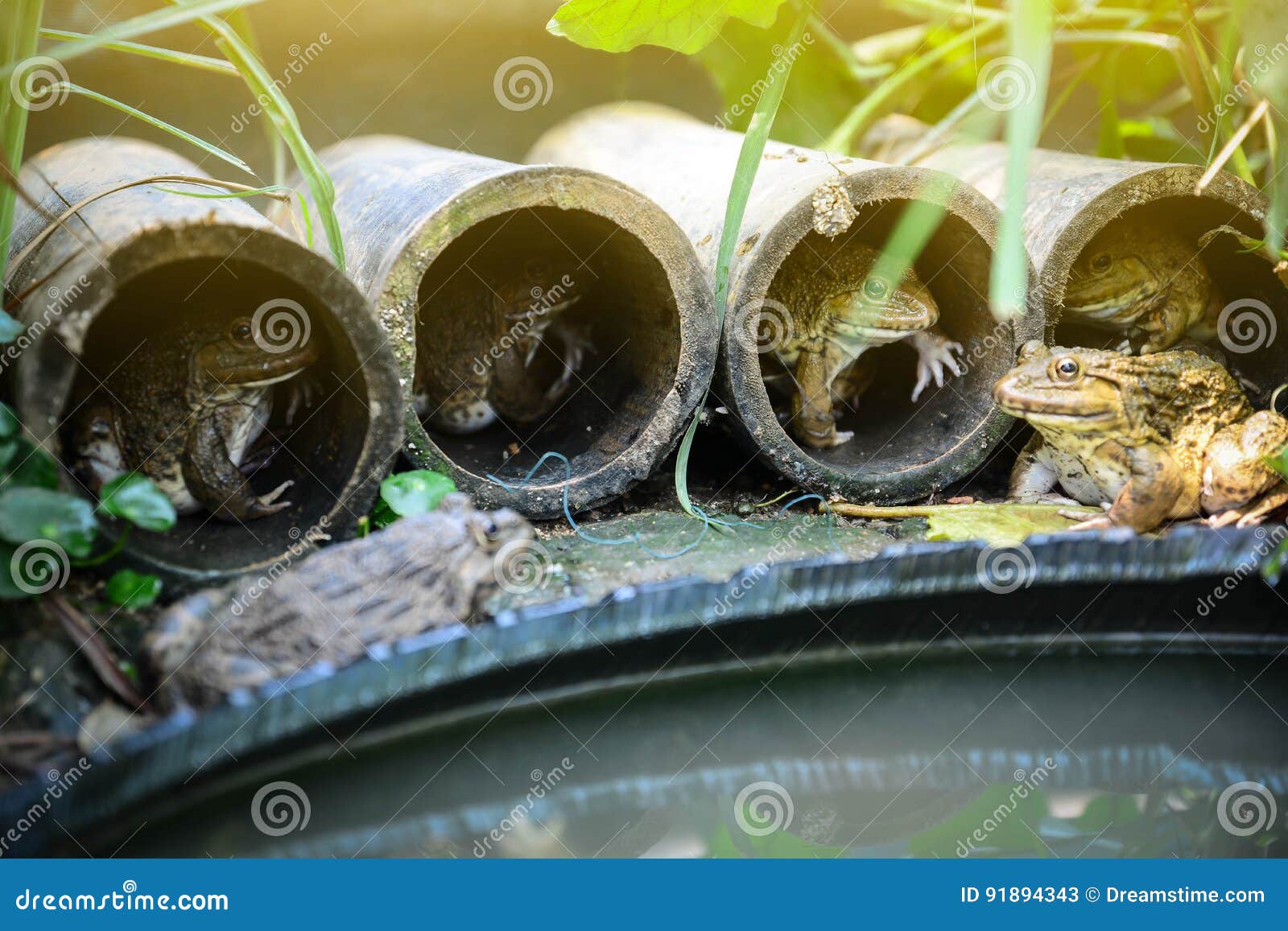 A Frog Pond Creates a House from a Bamboo Cylinder. Stock Image Image
