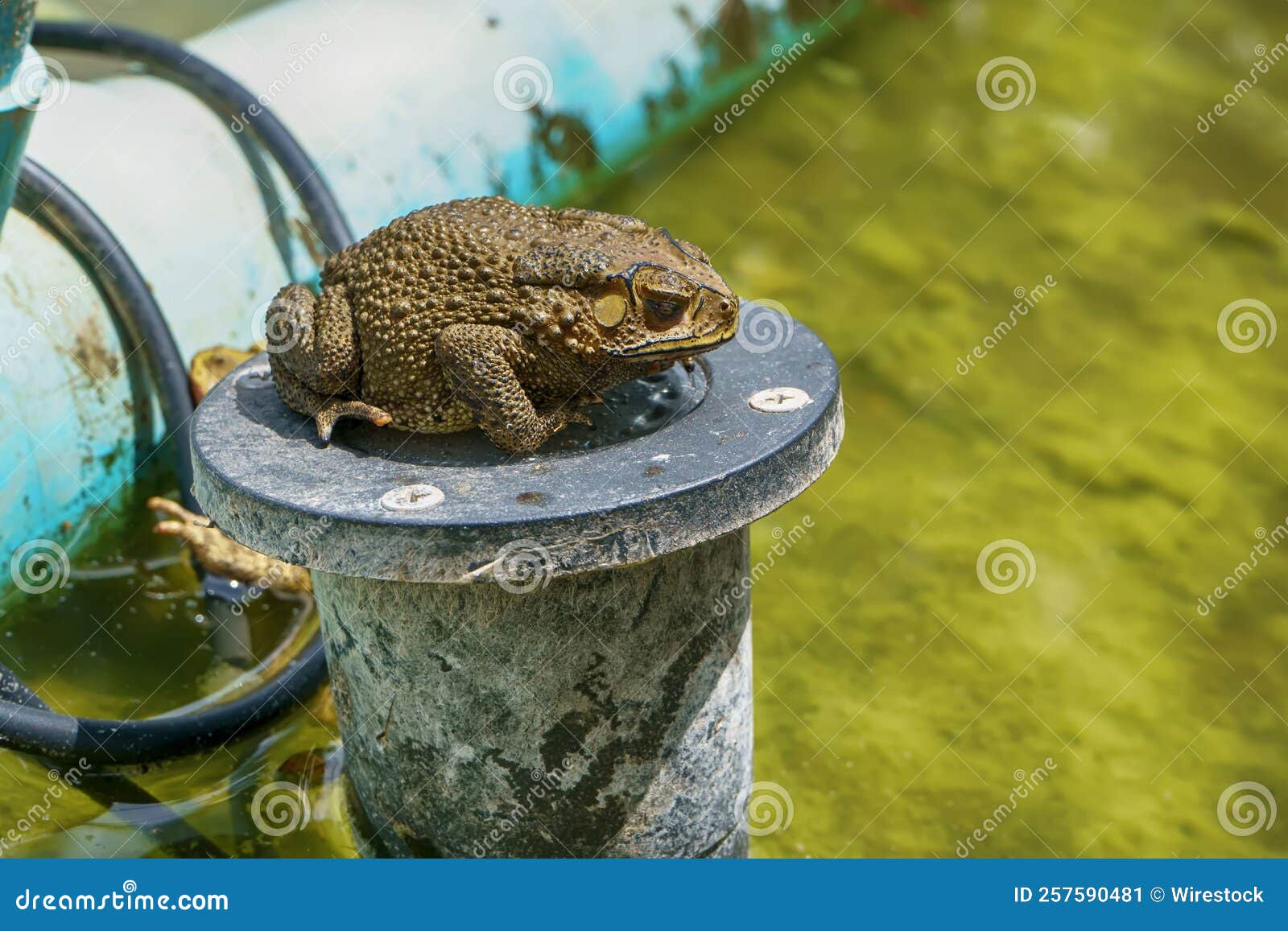 Frog in pond stock image. Image of beautiful, unsanitary - 257590481