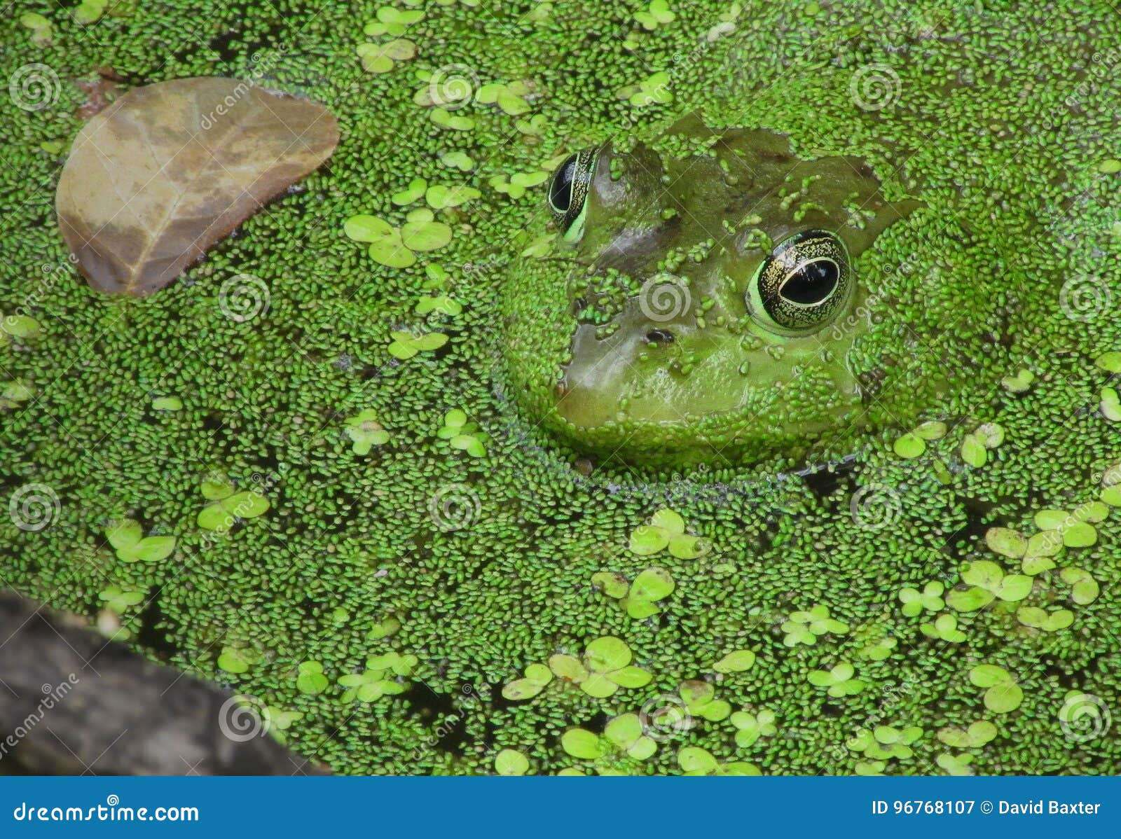 Frog in Pond Surrounded by Green Next To a Floating Leaf. Nature Stock