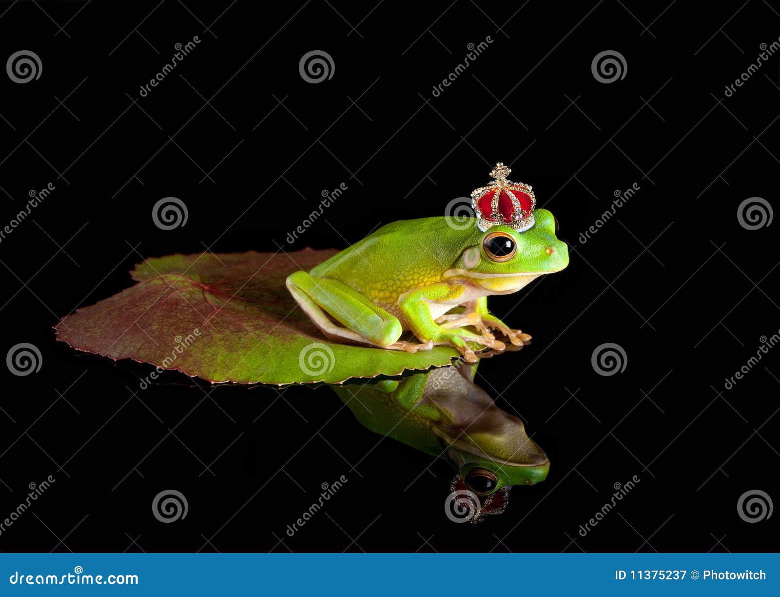 frog prince on leaf