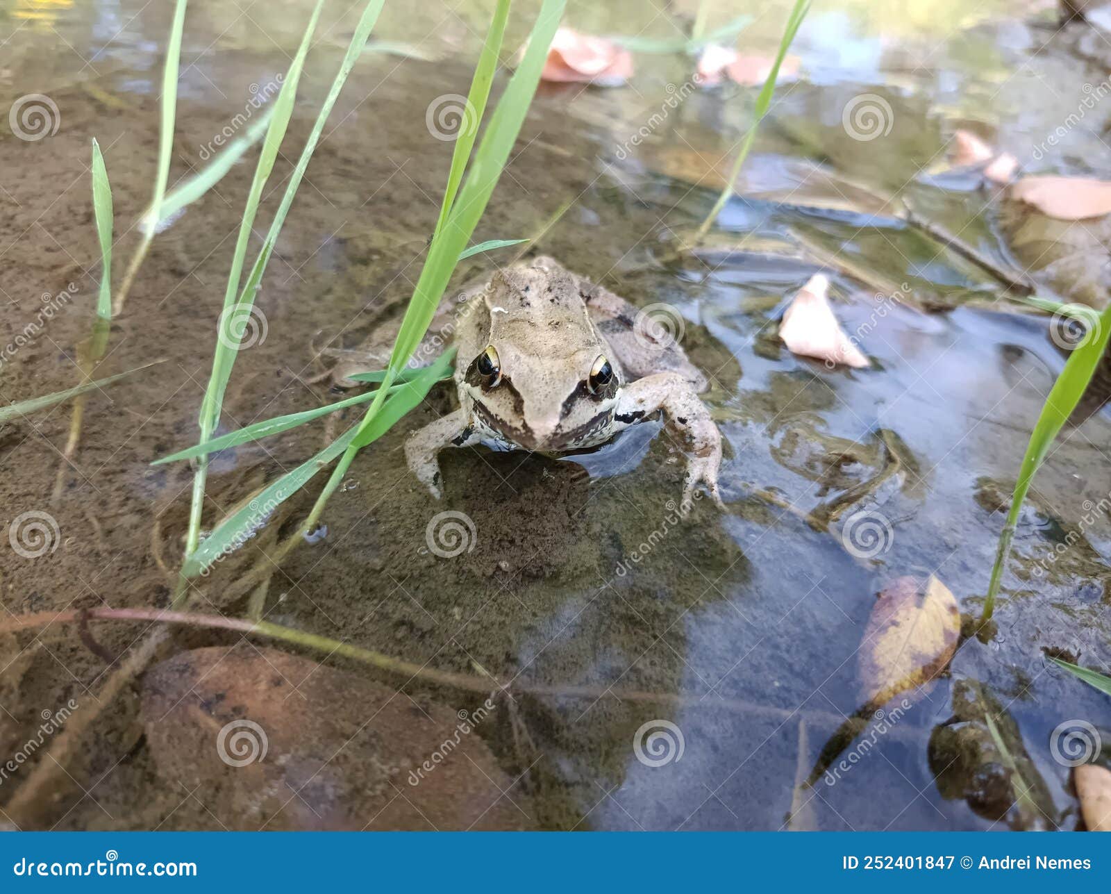 A frog by the river stock image. Image of creature, gray 252401847