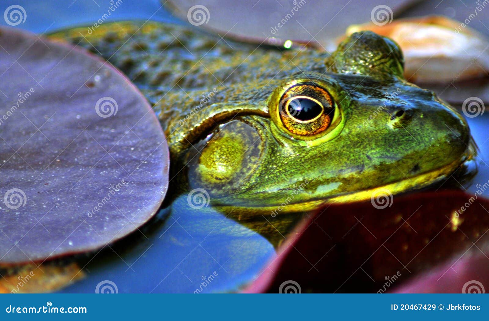 Frog s look... stock image. Image of australia, litoria - 20467429