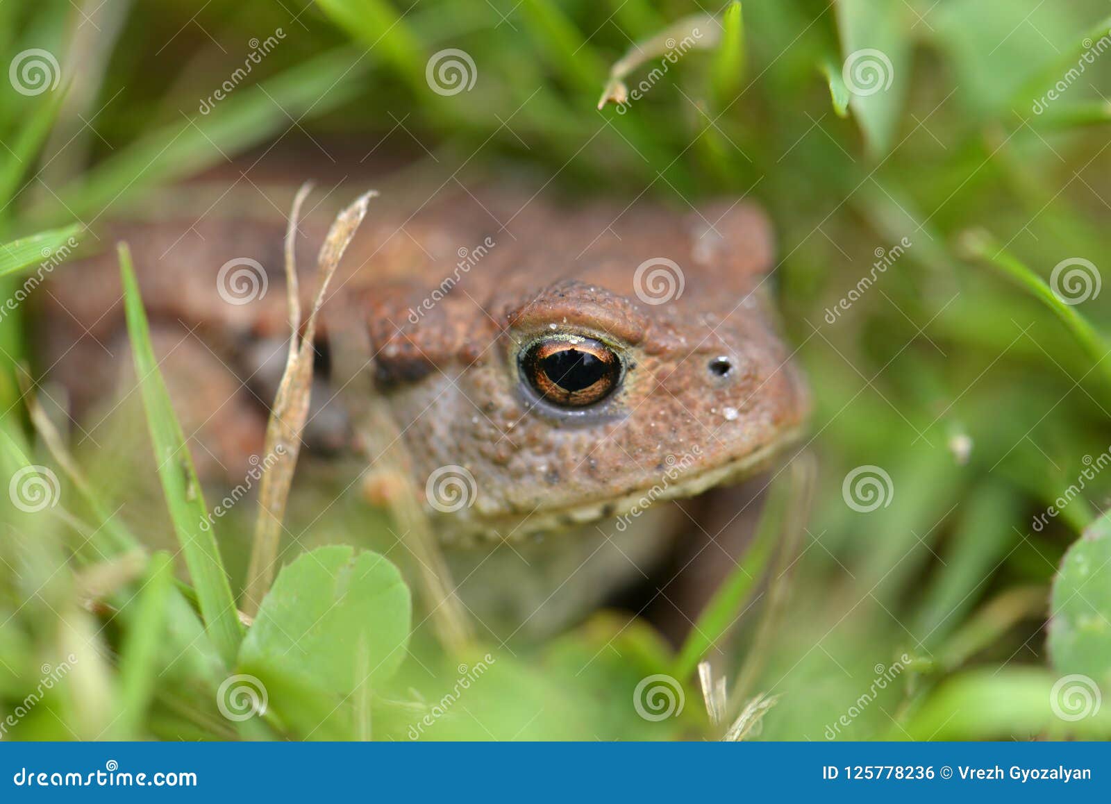 Frog between grass stock photo. Image of amphibian, wildlife 125778236