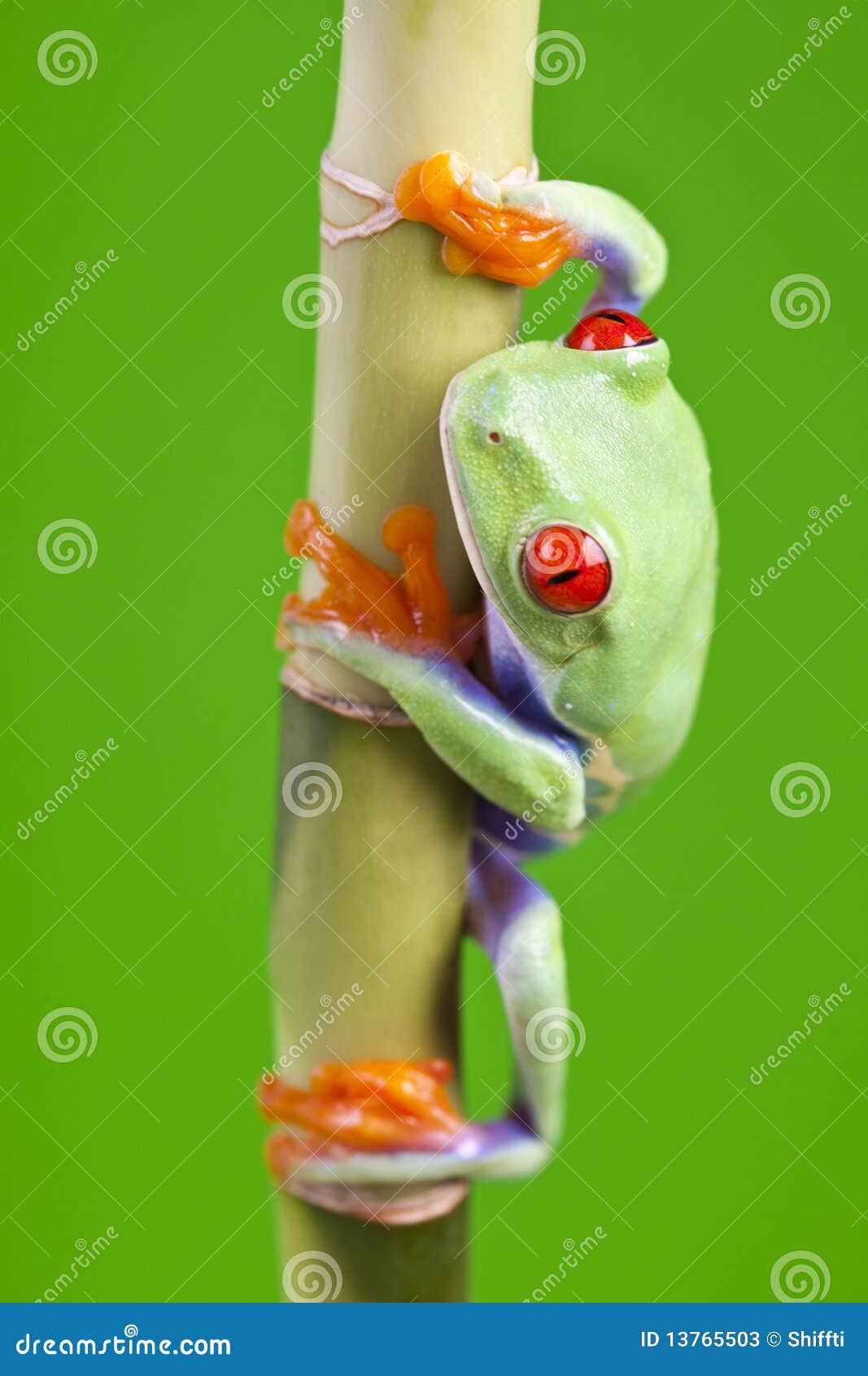 Frog sitting on bamboo. Red eyed tree frog sitting on green bamboo