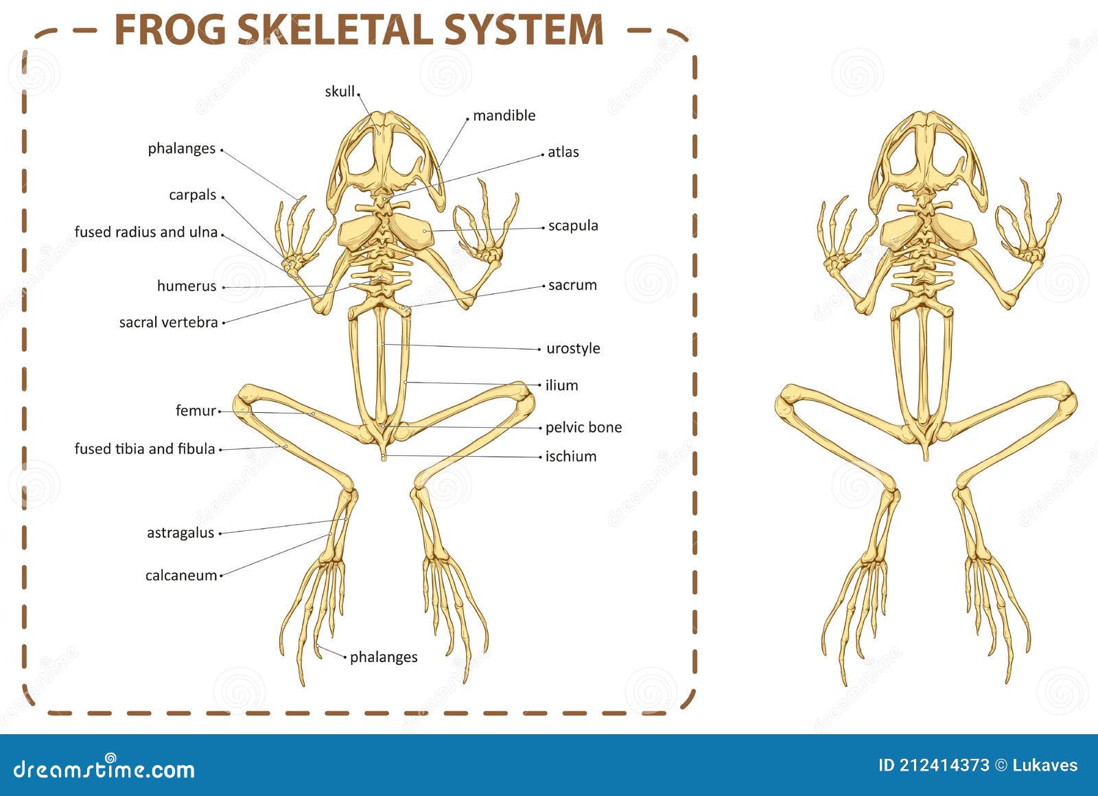 frog skeletal system skull