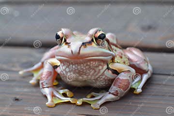 Frog with Skin Pattern that Looks Like Surprised Eyes Stock Photo