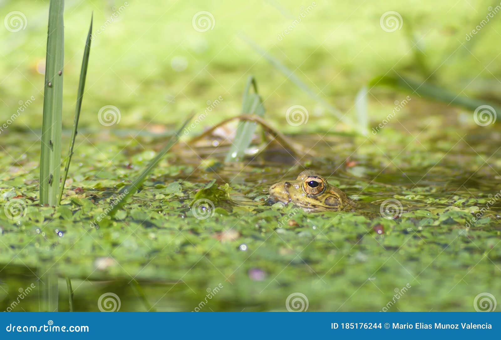 A Frog Stalks a Mosquito in the Pond Stock Photo - Image of patient ...