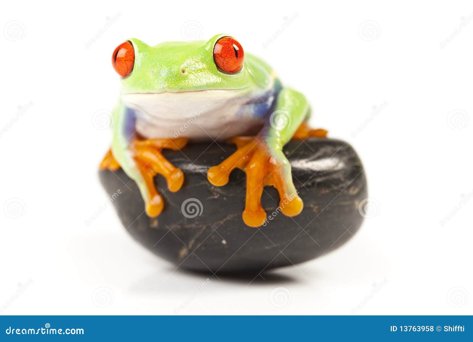 Frog on stone stock photo. Image of color, large, toad - 13763958