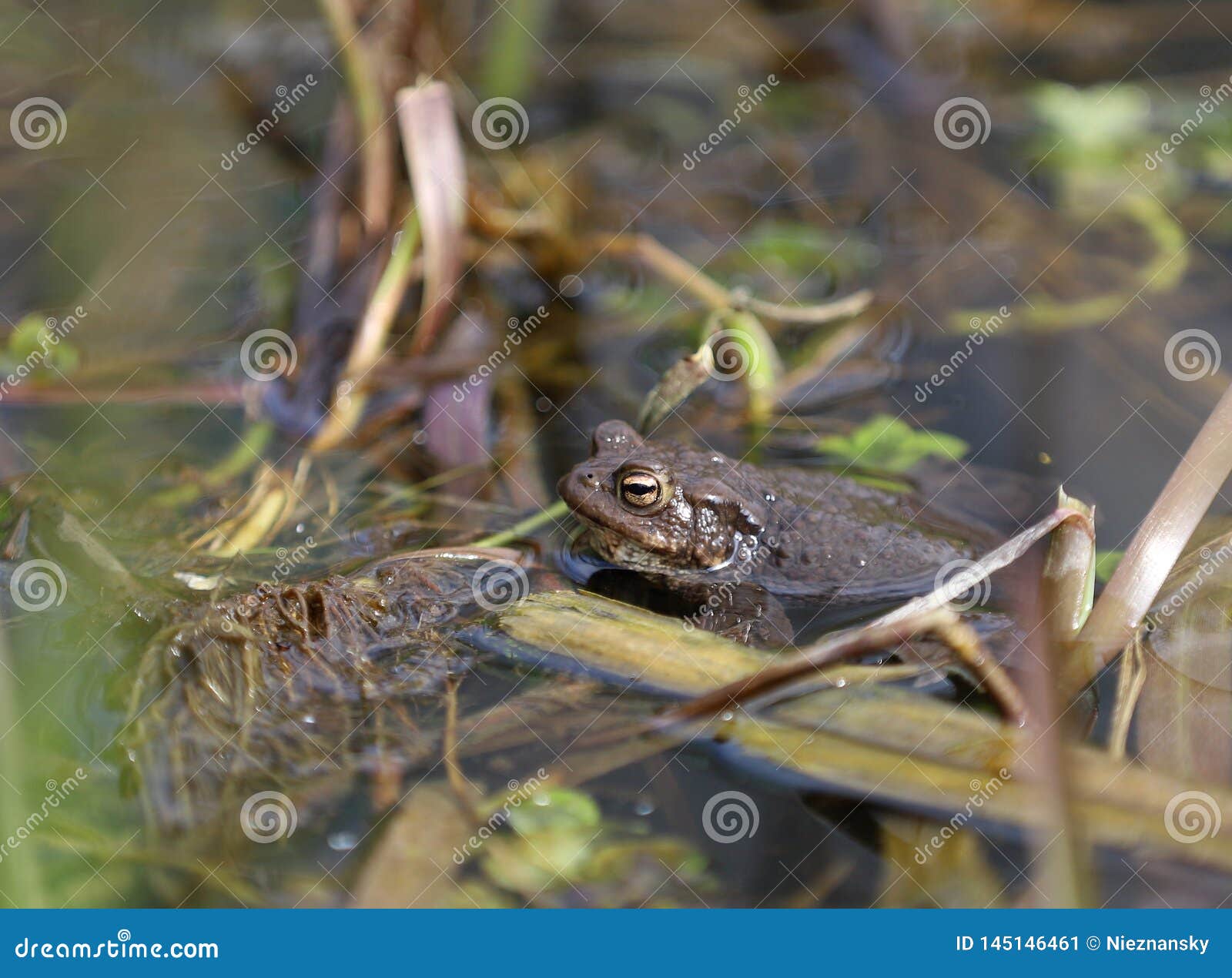 Frog on a sunny spring day stock image. Image of lots - 145146461