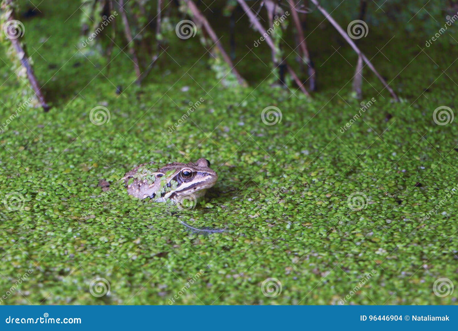 Frog in the Swamp among Duckweeds Stock Photo Image of marsh, closeup