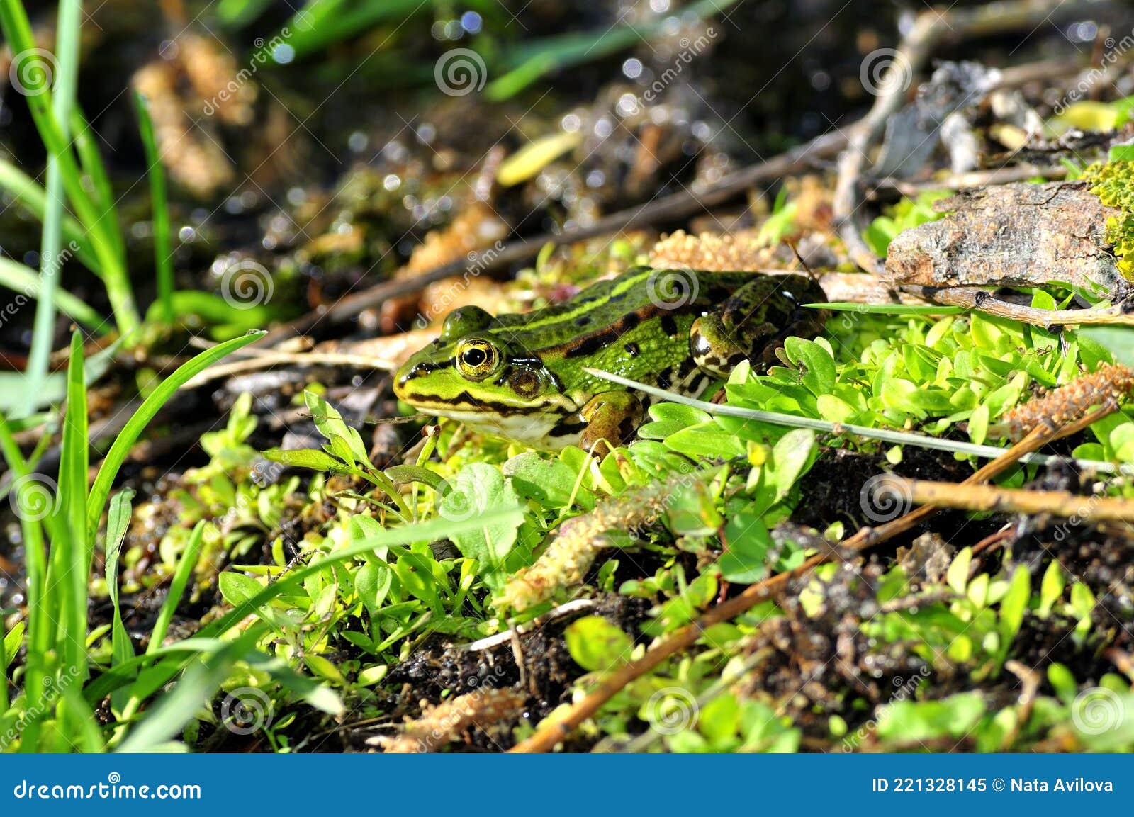 Premium Photo  Little green frog hiding in the grass