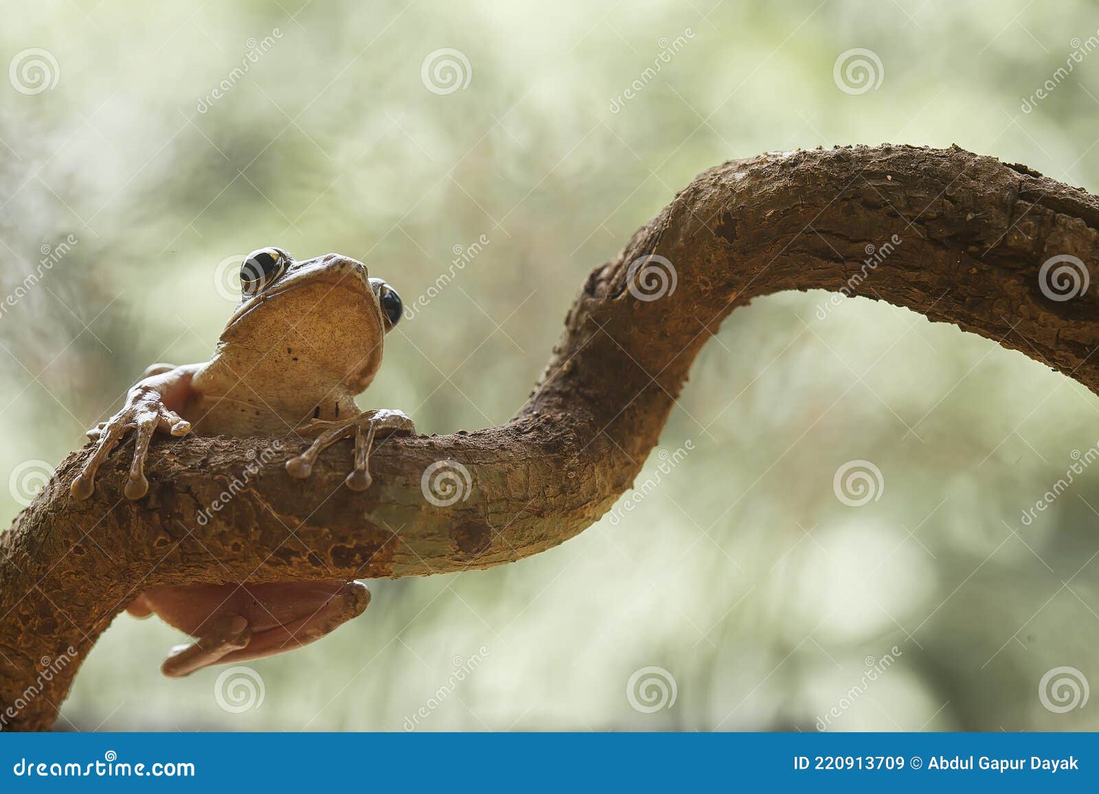 Frog or Toad in Amazing Pose Stock Image - Image of color, real: 220913709
