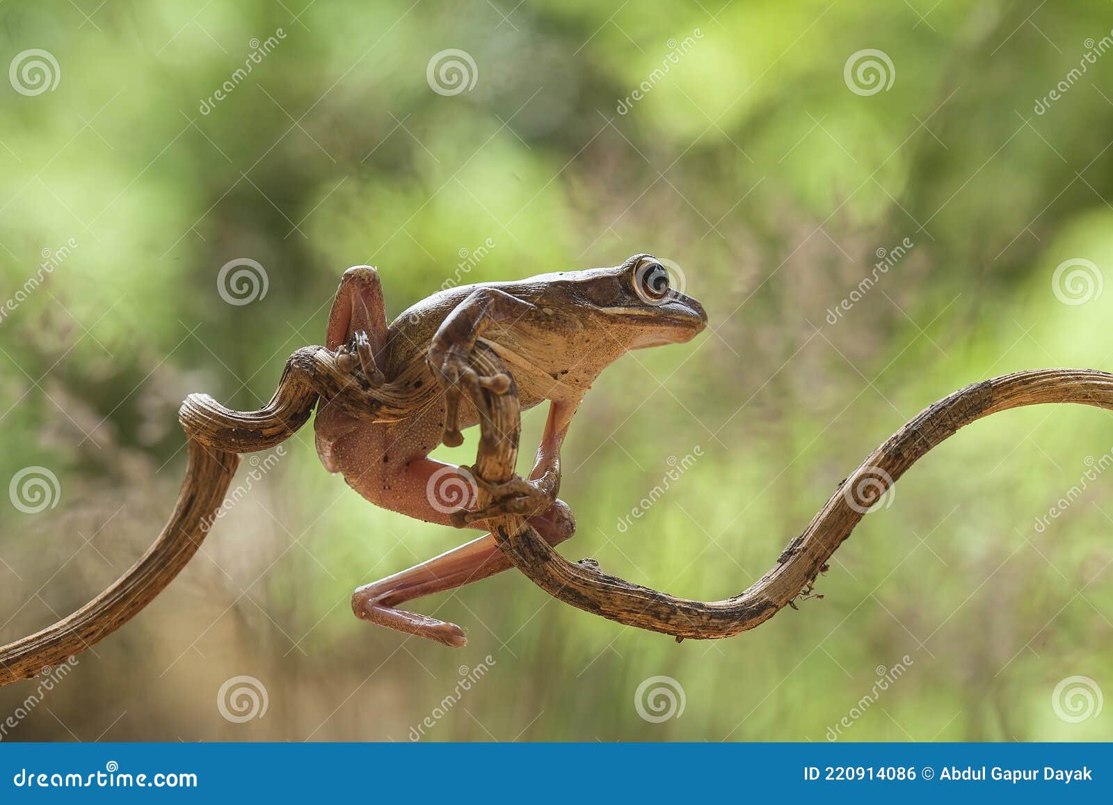 Frog or Toad in Amazing Pose Stock Photo - Image of action, little:  220914086