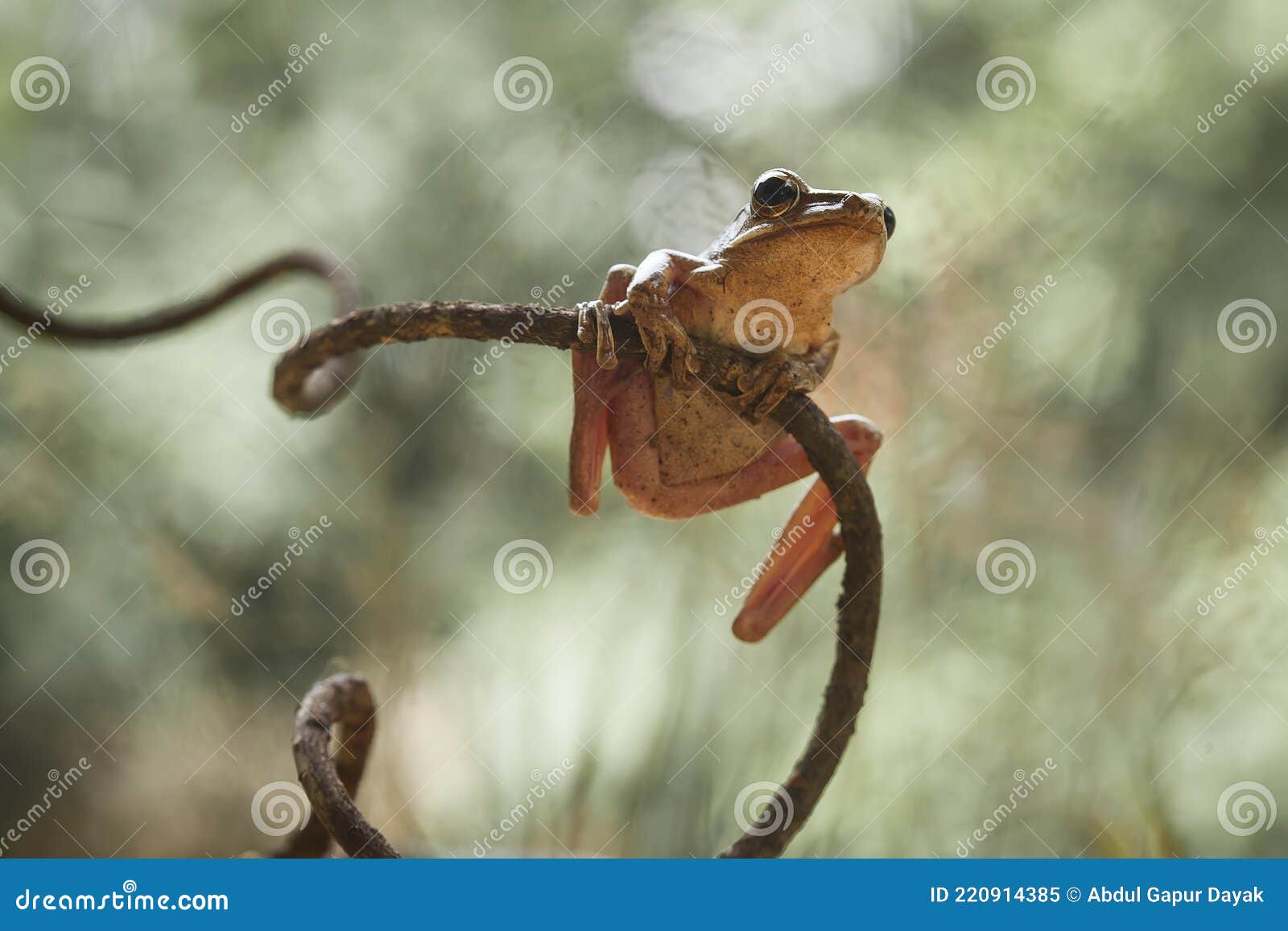 Frog or Toad in Amazing Pose Stock Image - Image of insects, animals:  220914385