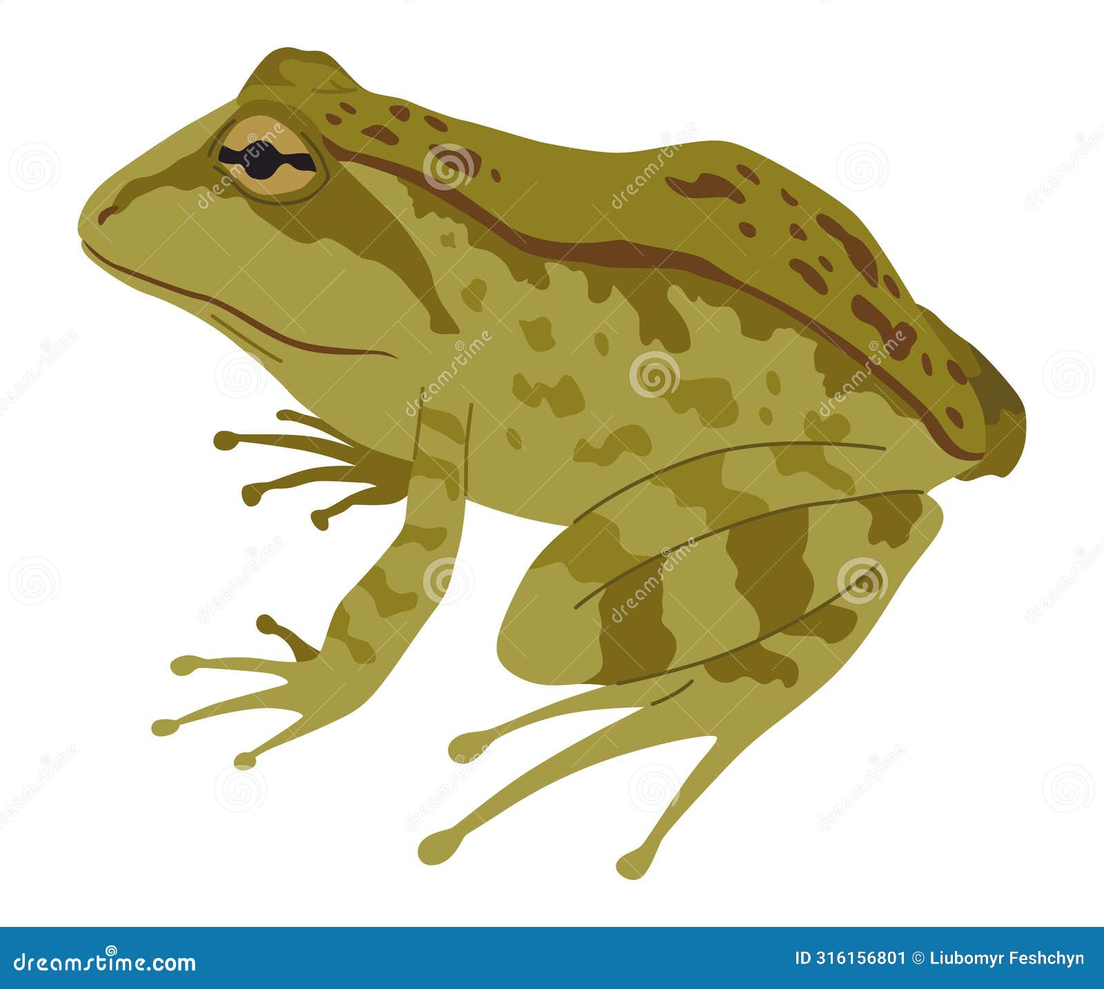 frog or toad, amphibian animal. type of froggy. exotic tropical reptile. flat   on white background